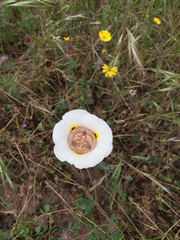 Calochortus superbus
