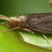 Tube Maker Caddisflies - Photo (c) Patrick Coin, some rights reserved (CC BY-NC)