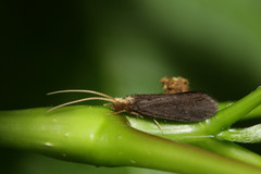Nyctiophylax
