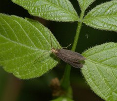 Nyctiophylax