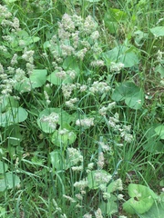 Dactylis glomerata