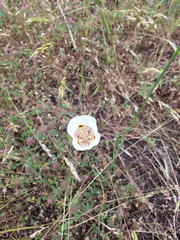 Calochortus superbus