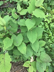Reynoutria japonica