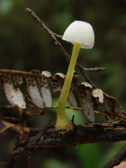 Mycena subviscosa