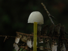 Mycena subviscosa