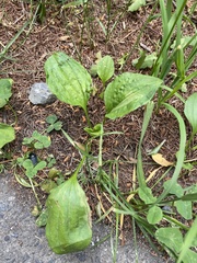 Plantago