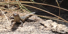 Matobosaurus validus