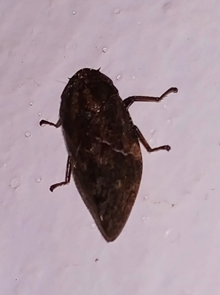Ptyelus nebula