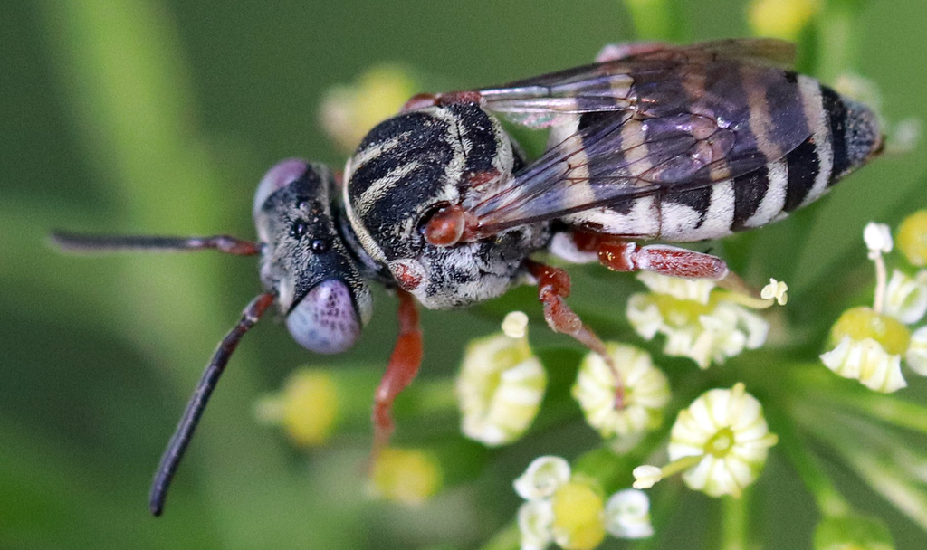 Dwarf Cellophane-cuckoo Bee