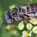 Dwarf Cellophane-cuckoo Bee - Photo (c) Catherine C. Galley, some rights reserved (CC BY), uploaded by Catherine C. Galley