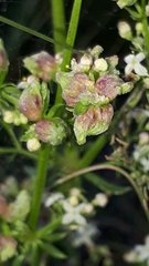 Aceria galiobia