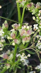 Aceria galiobia