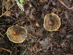 Russula acrolamellata