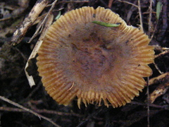 Russula acrolamellata