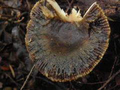 Russula acrolamellata