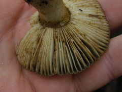 Russula acrolamellata