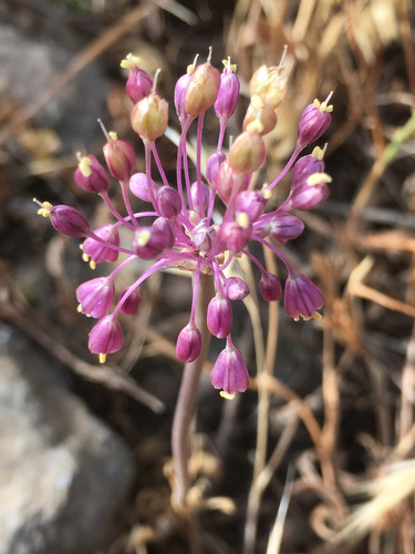 Allium daninianum Brullo, Pavone & Salmeri