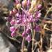 Allium daninianum - Photo 由 Uriah Resheff 所上傳的 (c) Uriah Resheff，保留部份權利CC BY-NC