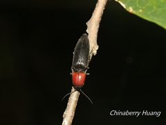 Ludioschema obscuripes