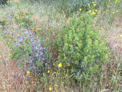 Arctostaphylos viscida