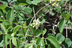 Clematis dioica