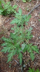 Artemisia princeps