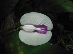 Centrosema sagittatum