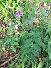 Lathyrus nevadensis