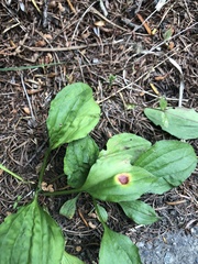 Plantago asiatica