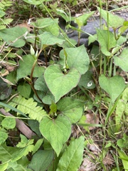 Houttuynia cordata