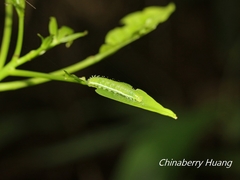 Appias lyncida eleonora