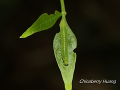 Appias lyncida eleonora