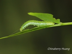 Appias lyncida eleonora