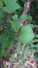 Houttuynia cordata