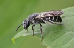 Lasioglossum sexnotatum
