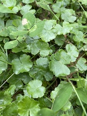 Hydrocotyle sibthorpioides