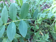 Lathyrus nevadensis