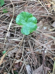 Hydrocotyle sibthorpioides