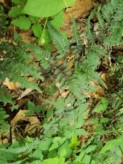 Athyrium niponicum