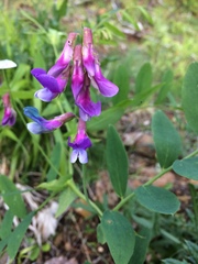 Lathyrus nevadensis