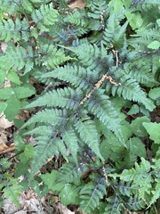 Athyrium niponicum