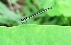 Agriocnemis lacteola