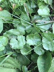 Hydrocotyle sibthorpioides