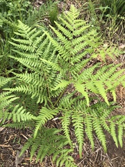 Pteridium
