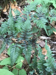 Athyrium niponicum