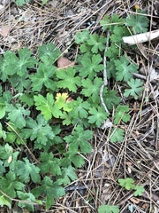 Geranium thunbergii