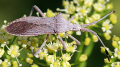 Chariesterus antennator