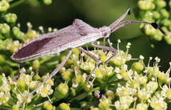 Chariesterus antennator