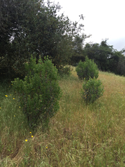 Arctostaphylos viscida
