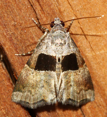 Cobubatha megaplaga
